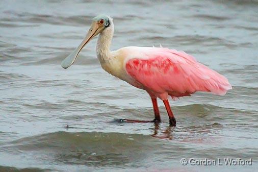 Roseate Spoonbill_35237.jpg - Roseate Spoonbill (Ajaia ajaja)Photographed along the Gulf coast near Port Lavaca, Texas, USA.